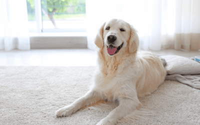 Cleaning Services Puyallup